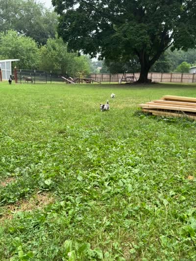 Skittles, a female Papillon and Toy Australian Shepherd for sale in Chambersburg, PA – 10 of 10