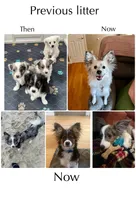 Skittles, a female Papillon and Toy Australian Shepherd for sale in Chambersburg, PA – 8 of 10