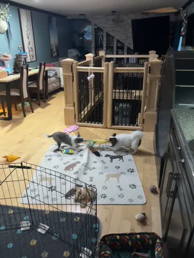 Skittles, a female Papillon and Toy Australian Shepherd for sale in Chambersburg, PA – 3 of 10