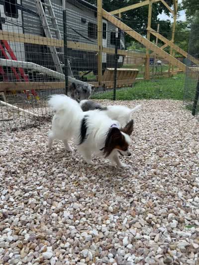 Poptart, a male Papillon and Toy Australian Shepherd for sale in Chambersburg, PA – 9 of 10