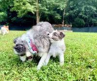 Skittles, a female Papillon and Toy Australian Shepherd for sale in Chambersburg, PA – 6 of 10