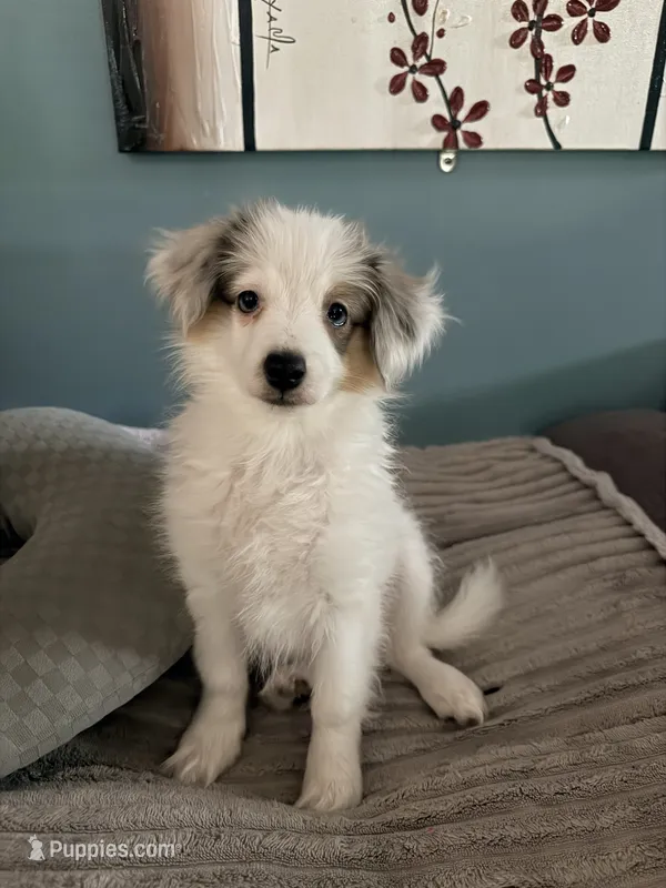 Poptart – Papillon, Toy Australian Shepherd puppy for sale in Chambersburg, PA
