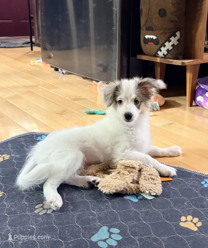Poptart – Papillon, Toy Australian Shepherd puppy for sale in Chambersburg, PA