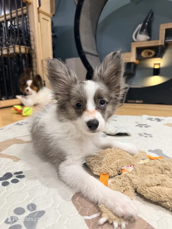 Skittles – Papillon, Toy Australian Shepherd puppy for sale in Chambersburg, PA