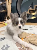Skittles, a female Papillon and Toy Australian Shepherd for sale in Chambersburg, PA – 5 of 10
