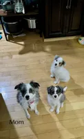 Skittles, a female Papillon and Toy Australian Shepherd for sale in Chambersburg, PA – 8 of 10