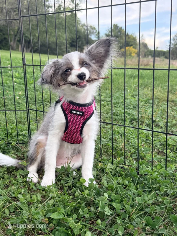 Skittles – Papillon, Toy Australian Shepherd puppy for sale in Chambersburg, PA