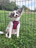 Skittles, a female Papillon and Toy Australian Shepherd for sale in Chambersburg, PA – 1 of 10