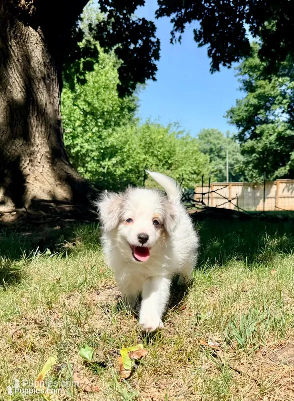 Poptart – Papillon, Toy Australian Shepherd puppy for sale in Chambersburg, PA