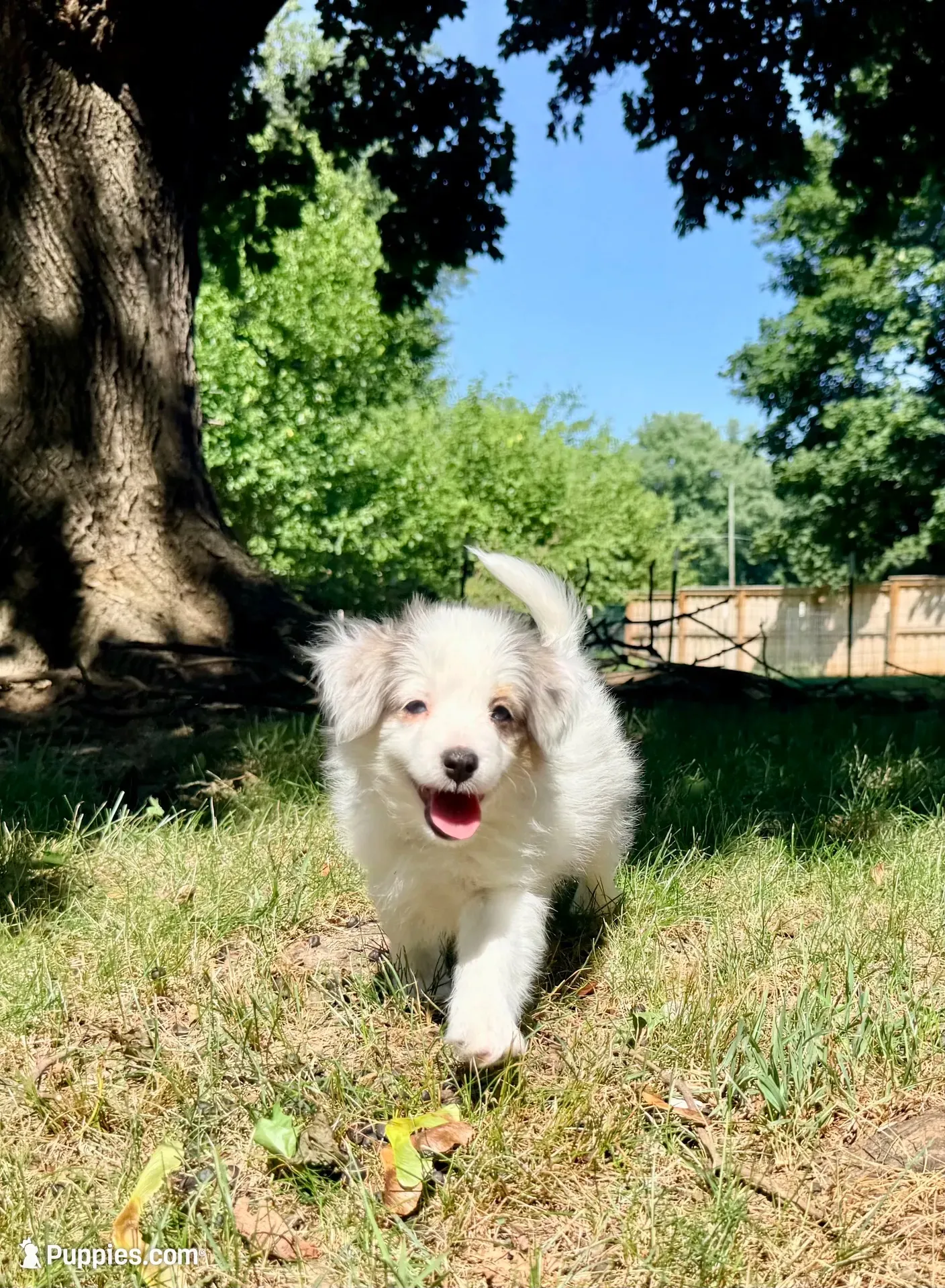 Poptart, a male Papillon and Toy Australian Shepherd for sale in Chambersburg, PA – 1 of 10