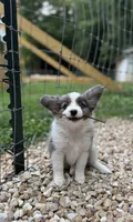 Skittles, a female Papillon and Toy Australian Shepherd for sale in Chambersburg, PA – 2 of 10