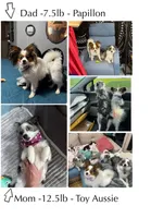 Skittles, a female Papillon and Toy Australian Shepherd for sale in Chambersburg, PA – 7 of 10
