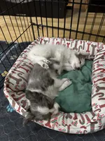 Poptart, a male Papillon and Toy Australian Shepherd for sale in Chambersburg, PA – 5 of 10