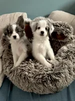 Skittles, a female Papillon and Toy Australian Shepherd for sale in Chambersburg, PA – 4 of 10