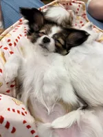 processed/4eb26c3a-fa69-4ef9-b015-4ca04faea3b8/listing/e9596548-982f-4db3-9db3-ac9e1d7ead9a/3c06d4d7-55d0-41d2-8e8a-3b08a563570c