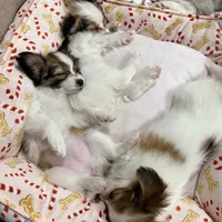 Ember, a female Papillon for sale in Chambersburg, PA – Photo 8 of 10