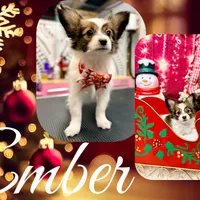 Ember, a female Papillon for sale in Chambersburg, PA – Photo 6 of 10