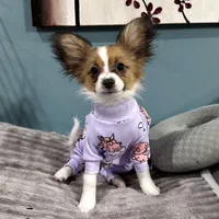 Ember, a female Papillon for sale in Chambersburg, PA – Photo 1 of 10