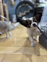 processed/4eb26c3a-fa69-4ef9-b015-4ca04faea3b8/listing/e9596548-982f-4db3-9db3-ac9e1d7ead9a/68bcf3b4-6e05-4d92-8889-d2d642f3baf7