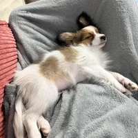 Ember, a female Papillon for sale in Chambersburg, PA – Photo 3 of 10