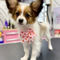 Ember, a female Papillon for sale in Chambersburg, PA – Photo 2 of 10