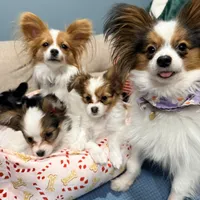 Ember, a female Papillon for sale in Chambersburg, PA – Photo 9 of 10