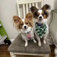 Ember, a female Papillon for sale in Chambersburg, PA – Photo 10 of 10