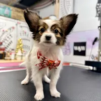 Ember, a female Papillon for sale in Chambersburg, PA – Photo 5 of 10