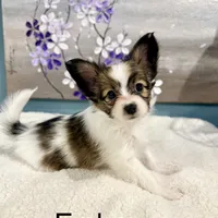 Ember, a female Papillon for sale in Chambersburg, PA – Photo 7 of 10