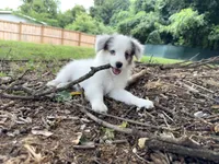 Poptart, a male Papillon and Toy Australian Shepherd for sale in Chambersburg, PA – 4 of 10