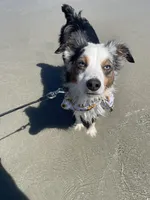 Rocket, a male Miniature Australian Shepherd for sale in Chambersburg, PA – Photo 7 of 10