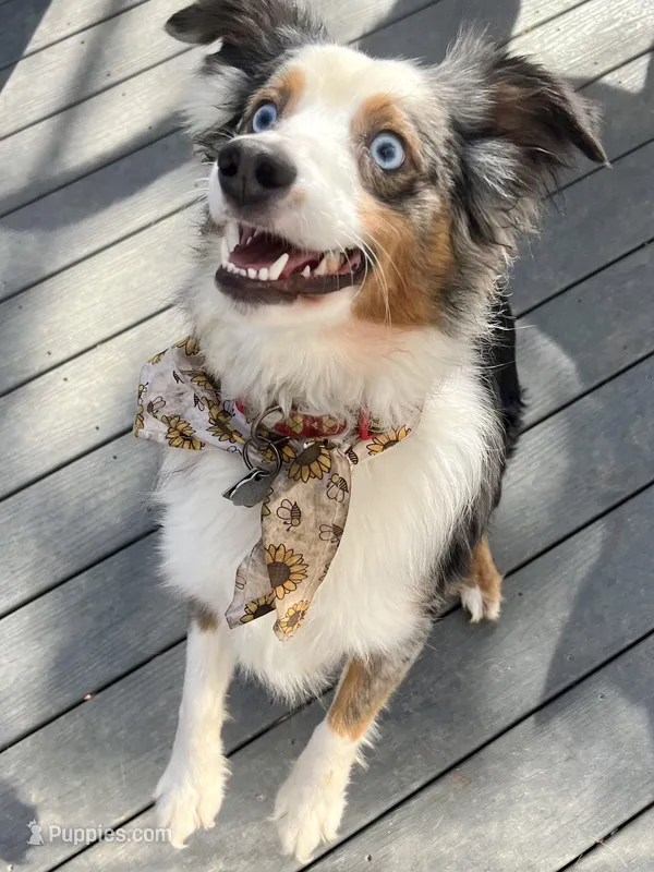 Rocket – Miniature Australian Shepherd puppy for sale in Chambersburg, PA