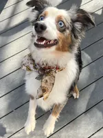 Rocket, a male Miniature Australian Shepherd for sale in Chambersburg, PA – Photo 1 of 10