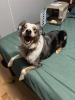 Rocket, a male Miniature Australian Shepherd for sale in Chambersburg, PA – Photo 6 of 10