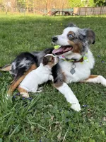 Rocket, a male Miniature Australian Shepherd for sale in Chambersburg, PA – Photo 9 of 10