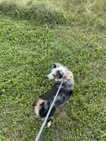 Rocket, a male Miniature Australian Shepherd for sale in Chambersburg, PA – Photo 10 of 10