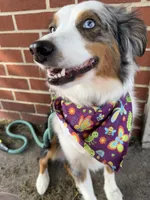 Rocket, a male Miniature Australian Shepherd for sale in Chambersburg, PA – Photo 4 of 10