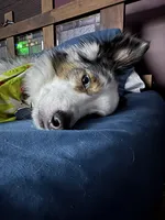 Rocket, a male Miniature Australian Shepherd for sale in Chambersburg, PA – Photo 5 of 10