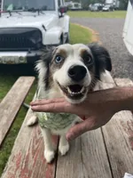 Rocket, a male Miniature Australian Shepherd for sale in Chambersburg, PA – Photo 3 of 10
