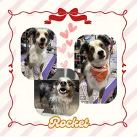Rocket, a male Miniature Australian Shepherd for sale in Chambersburg, PA – Photo 2 of 10