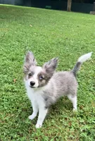 Skittles, a female Papillon and Toy Australian Shepherd for sale in Chambersburg, PA – 4 of 10