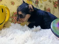 Sprout, a female Yorkshire Terrier for sale in Guin, AL – 5 of 6