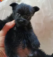Midnight, a male Pomeranian and Yorkshire Terrier for sale in Guin, AL – 7 of 10