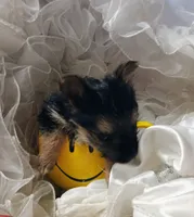 Buster, a male Pomeranian and Yorkshire Terrier for sale in Guin, AL – 4 of 10
