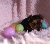 Bella, a female Yorkshire Terrier for sale in Guin, AL – Photo 7 of 7