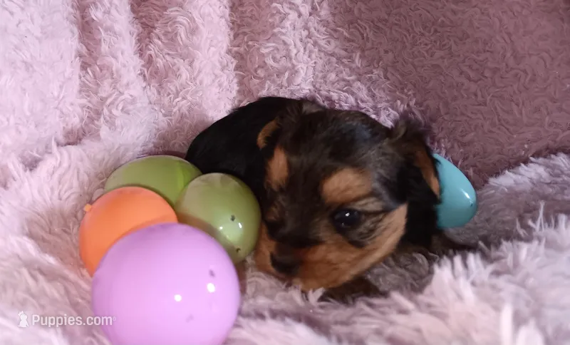 Bella – Yorkshire Terrier puppy for sale in Guin, AL