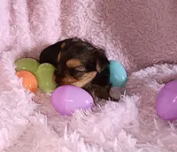 Bella, a female Yorkshire Terrier for sale in Guin, AL – Photo 4 of 7