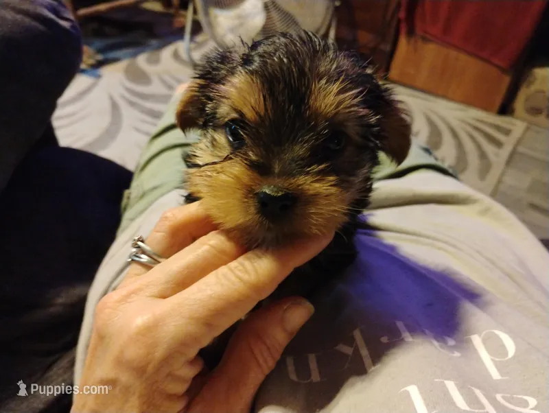 Bella – Yorkshire Terrier puppy for sale in Guin, AL