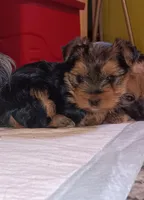Bella, a female Yorkshire Terrier for sale in Guin, AL – Photo 2 of 7