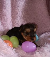 Bella, a female Yorkshire Terrier for sale in Guin, AL – Photo 5 of 7
